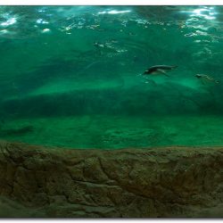 anlage-der-konigspinguine.jpg