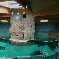 delfinarium.jpg