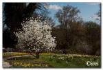 magnolie-mg_1268.jpg