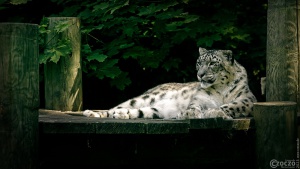 2023-06-19-9A1A8503-Leopard