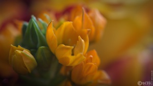 20240109-9A1A4618-Farbkleks-