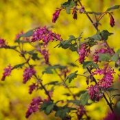 20250328-9A1A3005-GelbPink