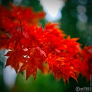 20251026-9A1A4873-Nature-Thursday-48