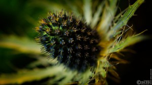 2026-01-10-9A1A5979-Nature-Thursday-2026-03