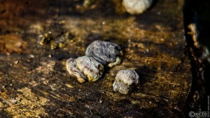 2026-01-17-9A1A6026-Nature-Thursday-4