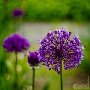 2026-05-08-2026.05.25-Wandern-9A1A7595-kleine-Blume