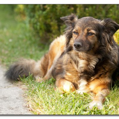 img_4299-kora
