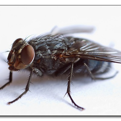 img_3112-fliege