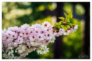 17. April 2015 - Japanische Garten - 7028