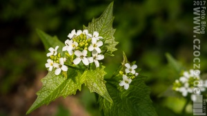 _MG_3134 - Alles Blütet