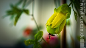 20170803-_MG_6732-Maracuja