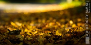 20171014-_MG_8128-Herbstfarben