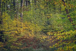 Herbst IMG_9964