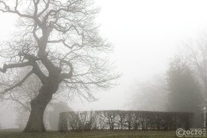 20190126- Nebel - IMG_2341