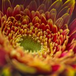 20201210-Duftend-9A1A0050