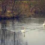 20210107-Schwanenpaar-9A1A0444
