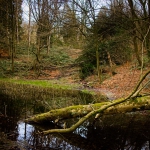 20220205-_A1A4833-ON1-Natur