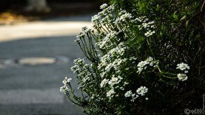 2023-04-30-9A1A6960-mauerbluemchen