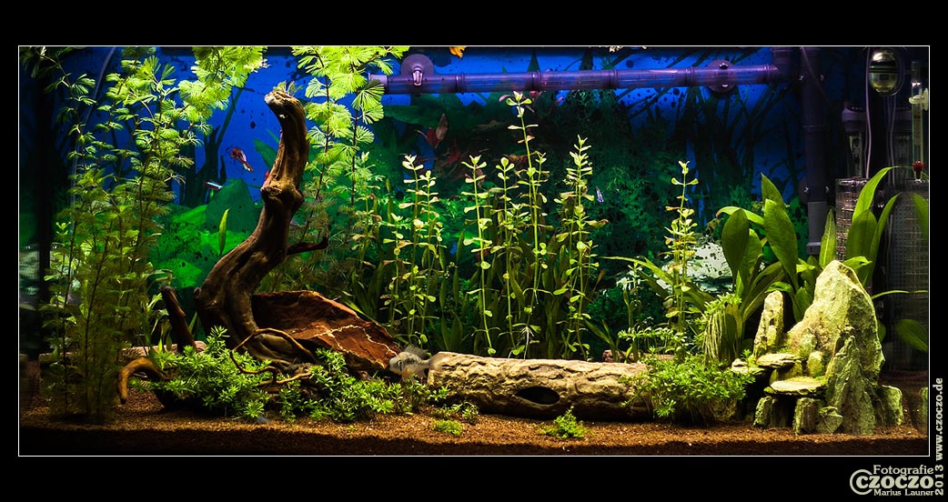 aquarium-3-woche