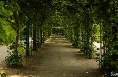 20210619-Sanssouci-Park-9A1A2942