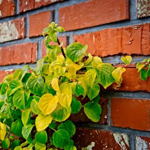 2022-10-15-9A1A0042-ON1-Herbst-Farben