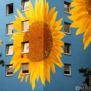 9A1A9053-230723-Sonnenblumen-Haus