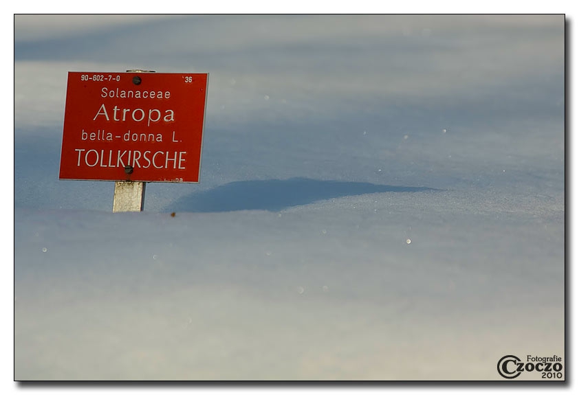 tollkirsche