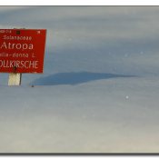 tollkirsche