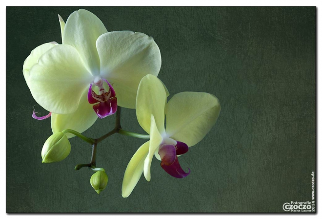 orchidee2