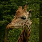 20040804-Tire-im-ZOO-IMG_4895-2004-Oppeln-ZOO