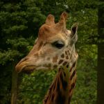 20040804-Tire-im-ZOO-IMG_4895-2004-Oppeln-ZOO