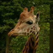 20040804-Tire-im-ZOO-IMG_4895-2004-Oppeln-ZOO