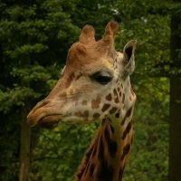 20040804-Tire-im-ZOO-IMG_4895-2004-Oppeln-ZOO