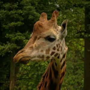 20040804-Tire-im-ZOO-IMG_4895-2004-Oppeln-ZOO