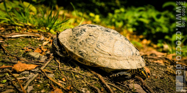 20170825-_MG_6948-Langsam