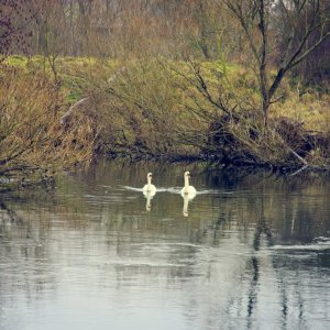 20210107-Schwanenpaar-9A1A0442