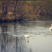20210107-Schwanenpaar-9A1A0444 20210107-Schwanenpaar-9A1A0444
