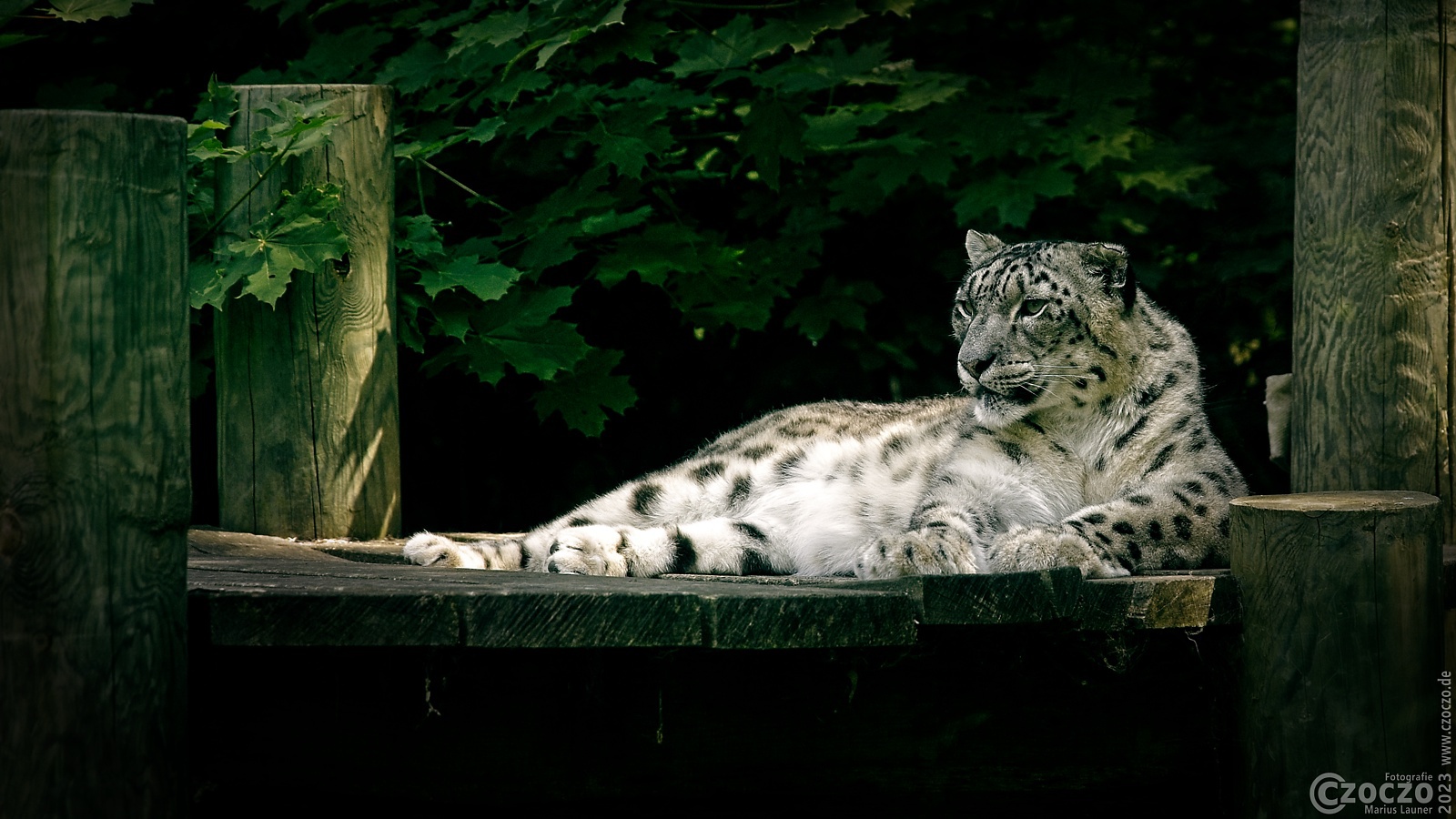 2023-06-19-9A1A8503-Leopard