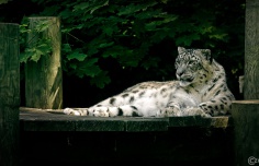 2023-06-19-9A1A8503-Leopard
