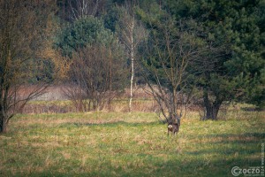 20240320-9A1A0542-Rehkitz