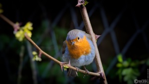 20240423-9A1A0679-Was-gukst-Du-so