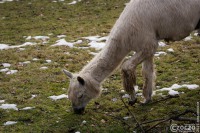 20250122-9A1A2486-Bitte-nicht-Fuettern