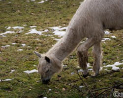 20250122-9A1A2486-Bitte-nicht-Fuettern