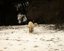 20250122-9A1A2488-Bitte-nicht-Fuettern