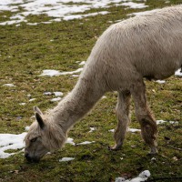 20250122-9A1A2490-Bitte-nicht-Fuettern