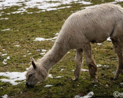 20250122-9A1A2490-Bitte-nicht-Fuettern