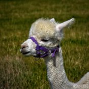 20250810-9A1A3916-Alpackas