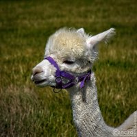 20250810-9A1A3916-Alpackas