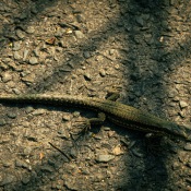 20250812-9A1A3936-Quali-team