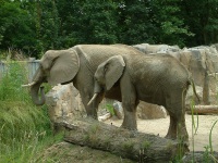 elefanten-familie-dscf0092.jpg